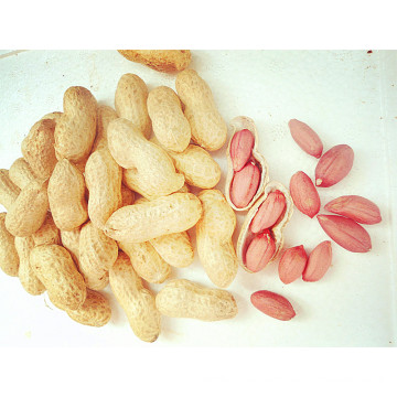 Best-Selling Peanut Kernals for Sale